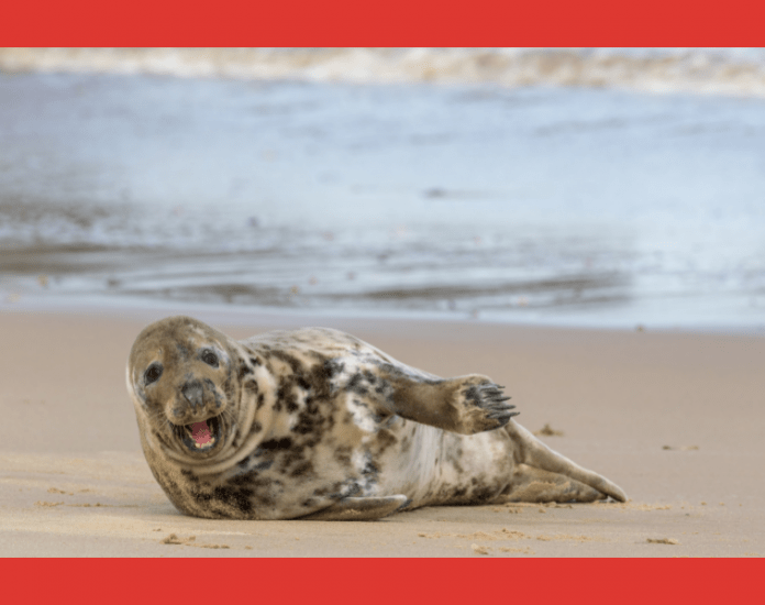 Memes en publicidad para conectar mejor con su público