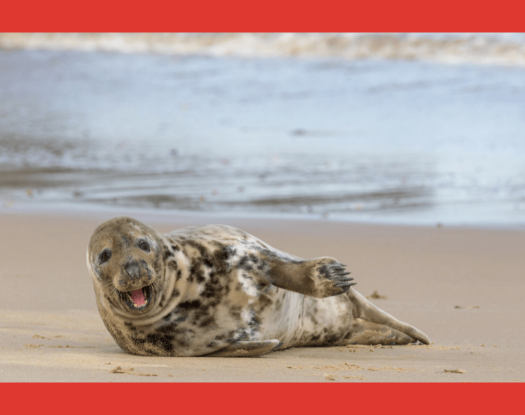 Memes en publicidad para conectar mejor con su público