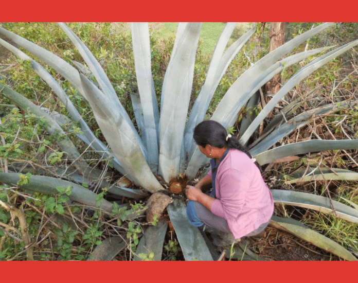 El miske ecuatoriano se certifica con una Denominación de Origen