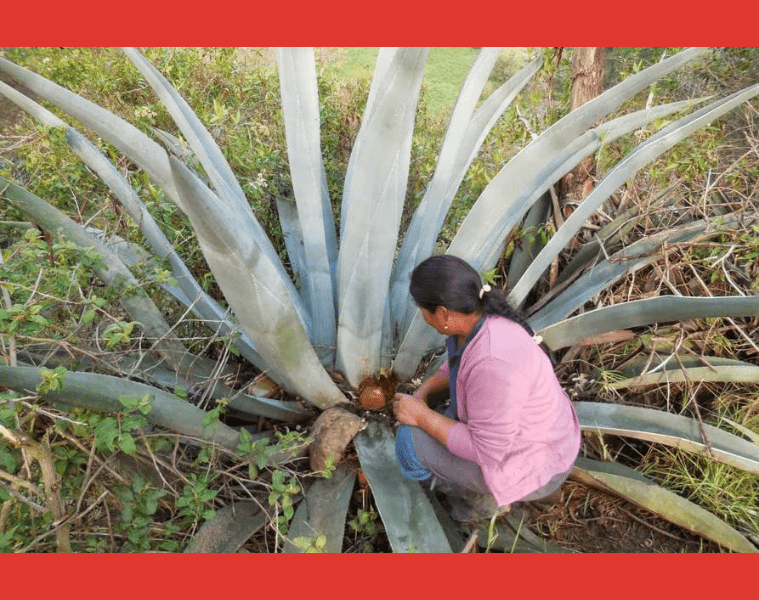 El miske ecuatoriano se certifica con una Denominación de Origen